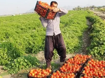 کام تلخ گوجه‌ کاران از نبود بازار فروش/ ضرورت حمایت از کارخانجات صنایع تبدیلی