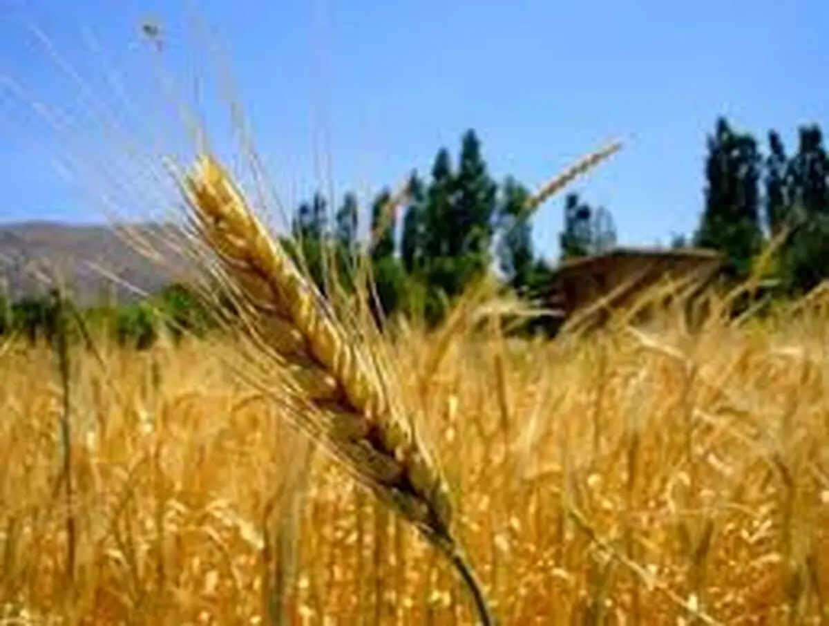 برآورد تولید ۱۳.۴ میلیون تن گندم در سالجاری