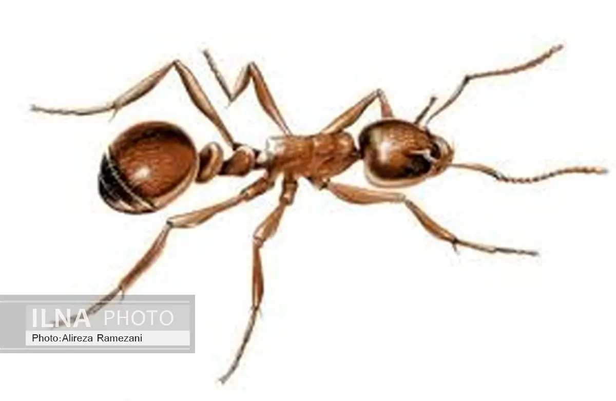 نجات پیرمرد از مرگ حتمی با خوردن مورچه!