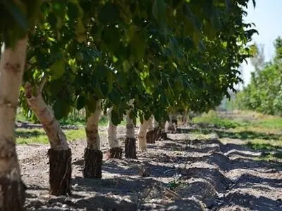 راهنمای احداث باغ نهال گردو در مناطق گرمسیر و سردسیر