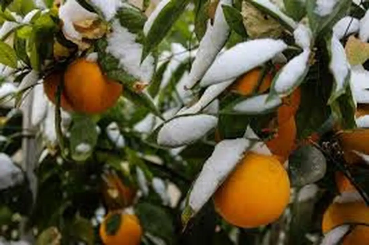 خسارت 900 میلیارد تومانی سرما و یخ زدگی به مرکبات استان مازندران 