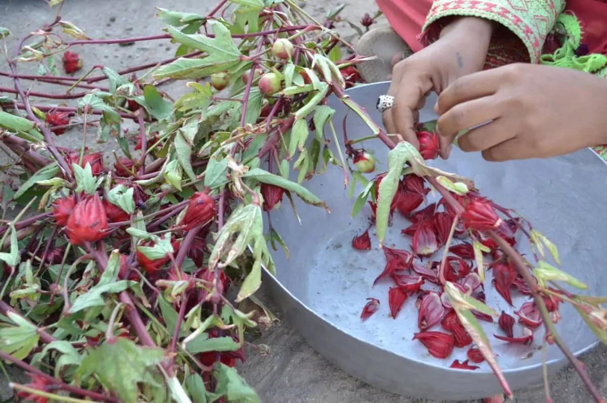 برداشت چای ترش مزارع سیستان و بلوچستان آغاز شد