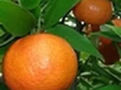 امسال هیچ نیازی به واردات نداریم