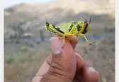 آمادگی برای مبارزه با موج جدید ملخ‌های مهاجم