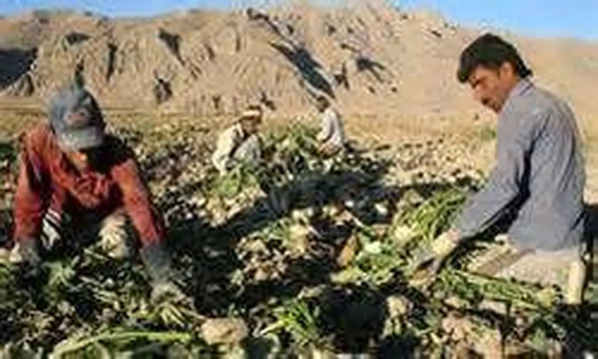 خرید تضمینی ۹۰۲ هزار تن چغندر قند از زارعین آذربایجان غربی 
