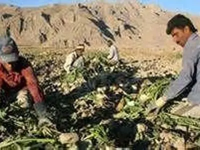 خرید تضمینی ۹۰۲ هزار تن چغندر قند از زارعین آذربایجان غربی 