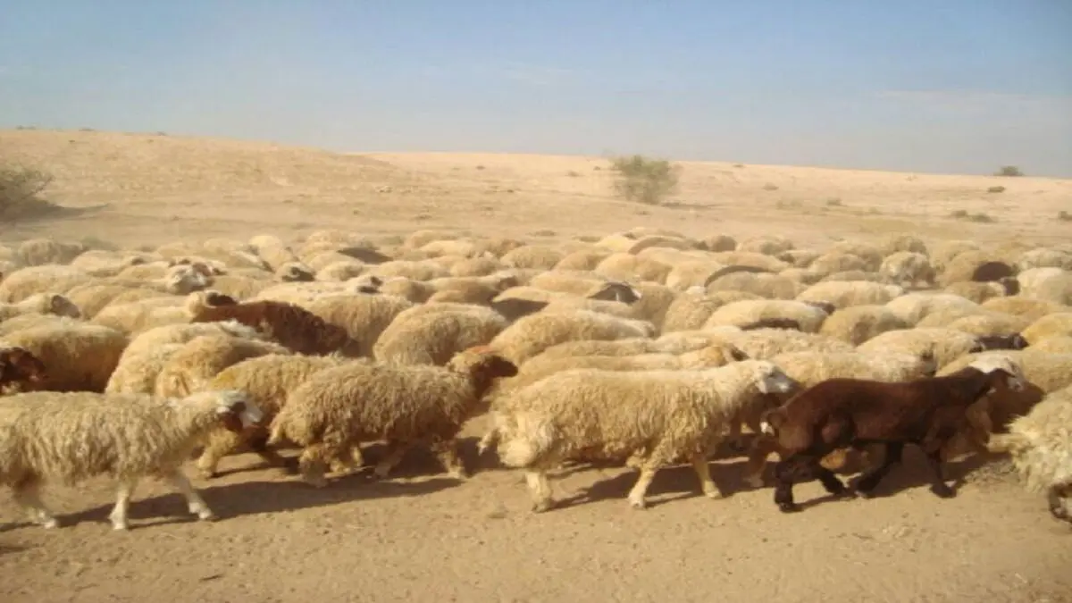 ناکامی قاچاقچیان احشام در لارستان