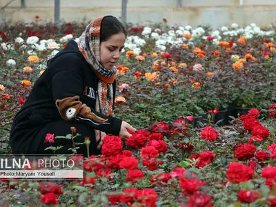 دهکده رزهای هلندی در صوفیان 