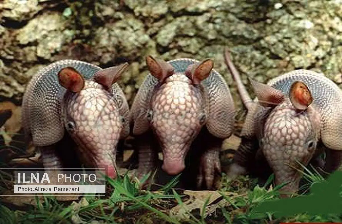 نمایی از آرمادلو جانوری شگفت انگیز + تصاویر 