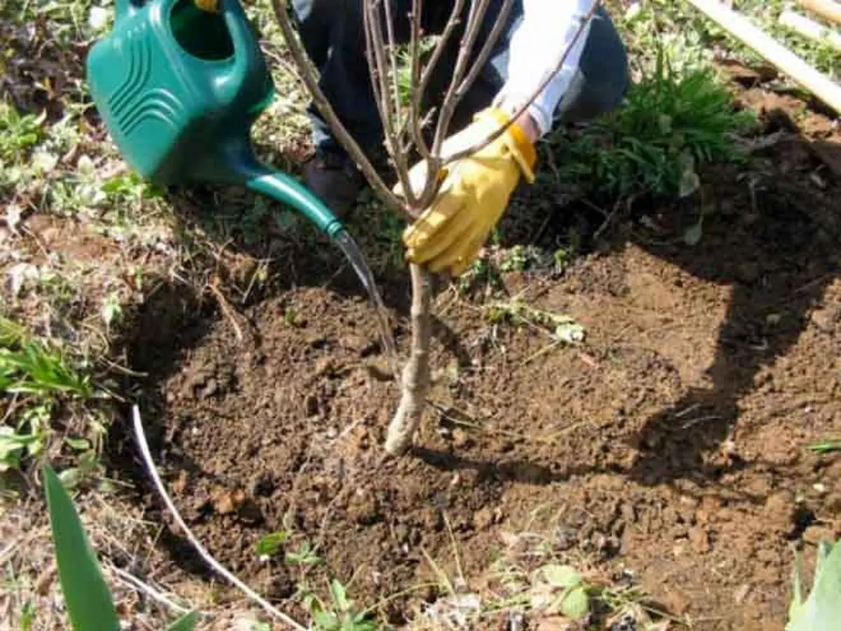 مشارکت ۷۴ دستگاه اجرایی در قزوین برای کاشت نهال 