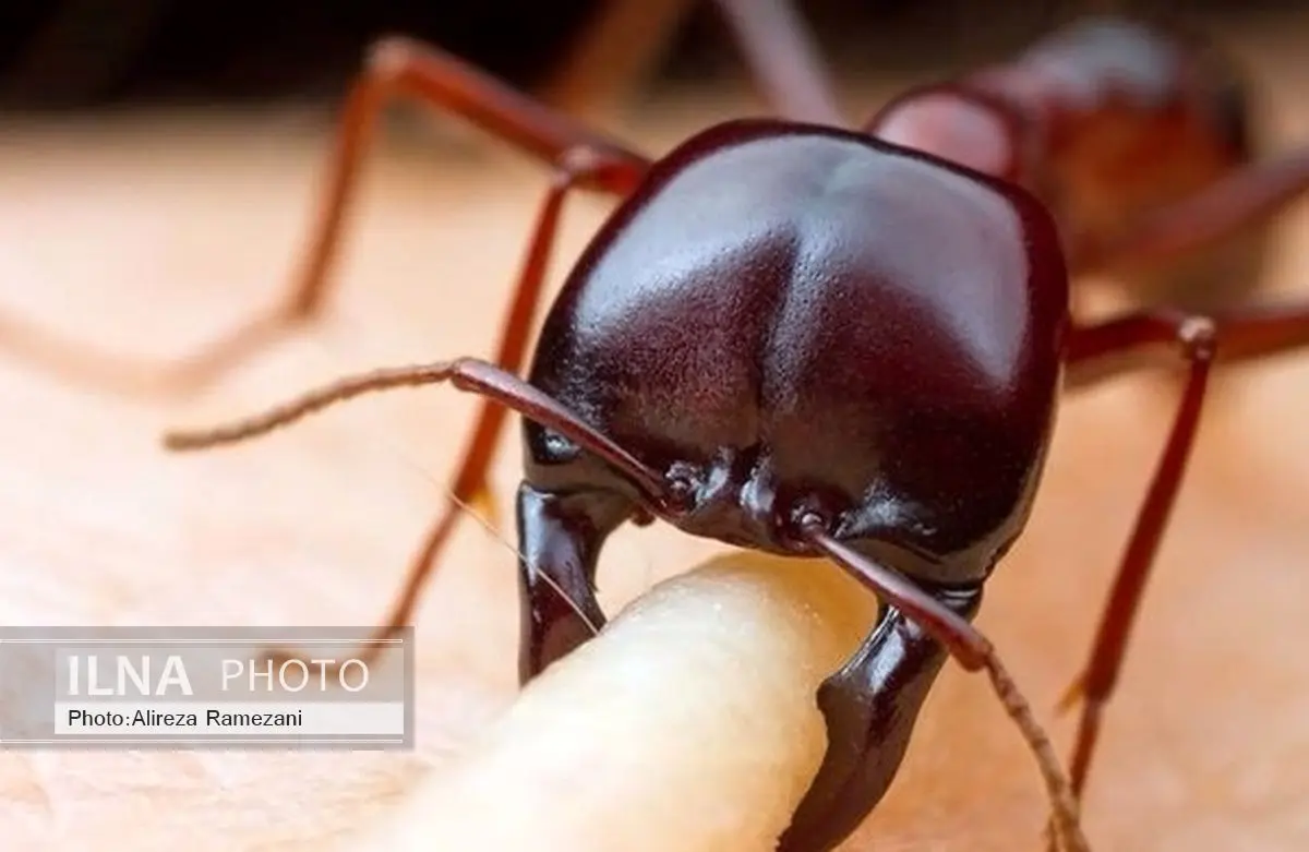 لحظه گاز گرفتن مورچه از انسان +تصاویر 