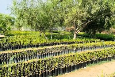 توزیع یک میلیون اصله نهال یارانه‌ای توت بین نوغانداران کشور