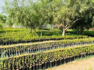 توزیع یک میلیون اصله نهال یارانه‌ای توت بین نوغانداران کشور