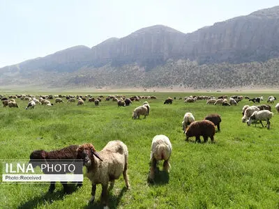 مافیای گوشت به دنبال توقف صادرات است/ چرا گوشت کیلویی ۱۲۰ هزار تومان در بازار نداریم؟