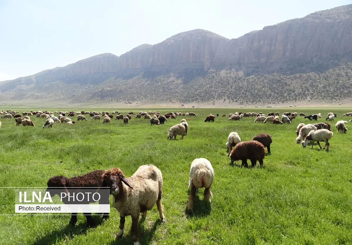 مافیای گوشت به دنبال توقف صادرات است/ چرا گوشت کیلویی ۱۲۰ هزار تومان در بازار نداریم؟