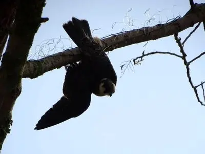 نجات و رهاسازی یک پرنده شکاری گرفتار در تله‌های غیرمجاز در پارک ملی بوجاق