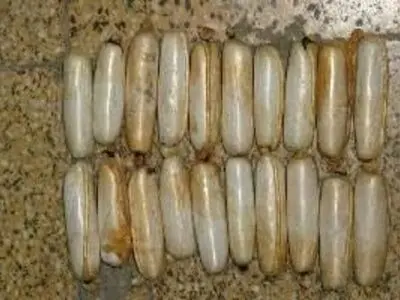 کشف ۱۴۴ کیلوگرم شیشه در شهر مرزی هیرمند 