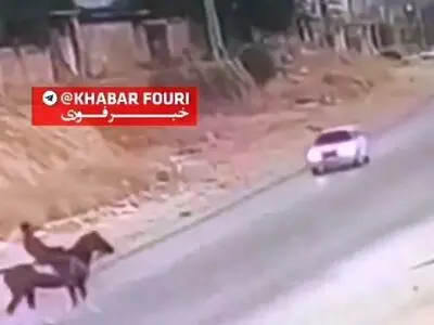 تصادف پژو با اسب در شهر کازرون استان فارس + فیلم