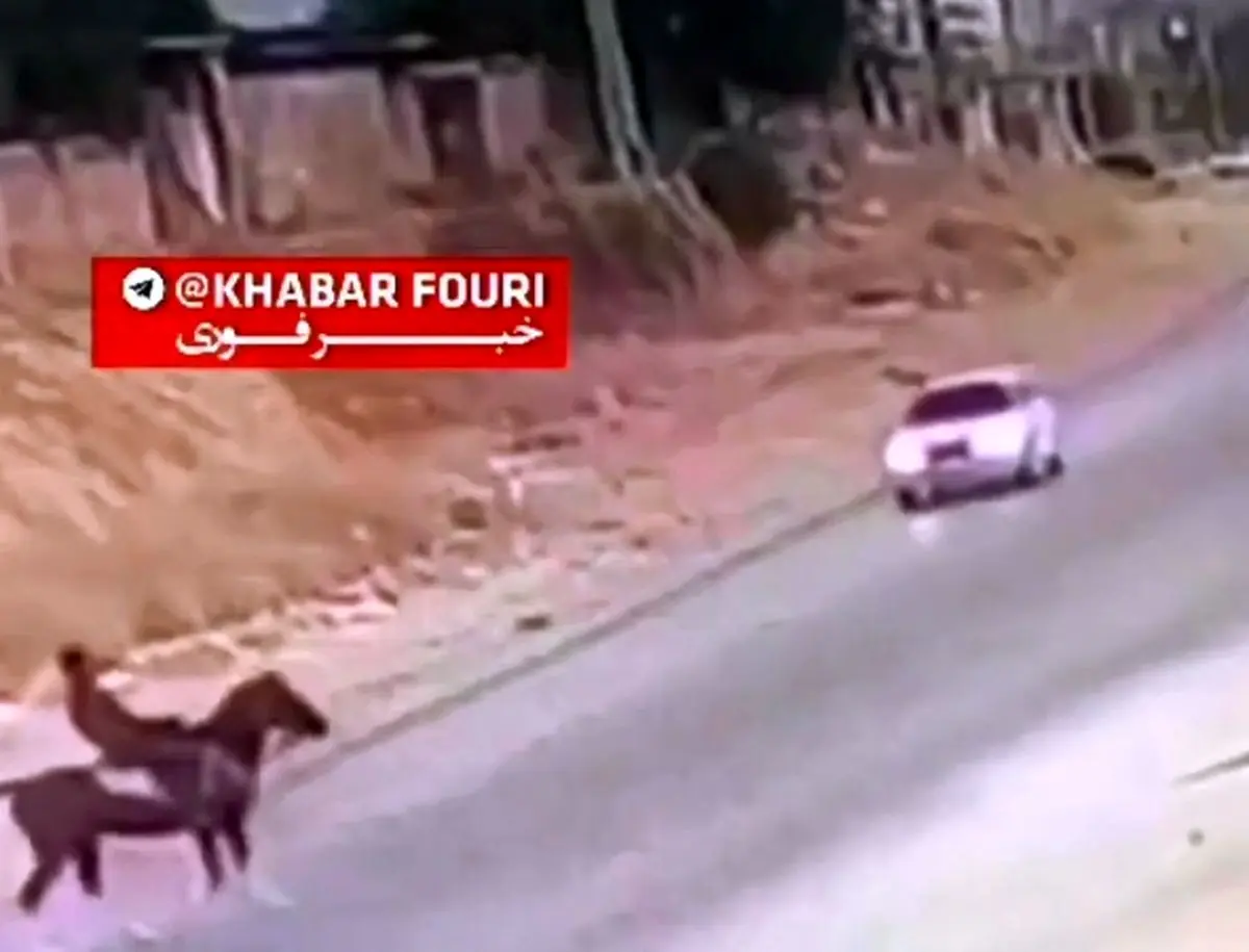 تصادف پژو با اسب در شهر کازرون استان فارس + فیلم