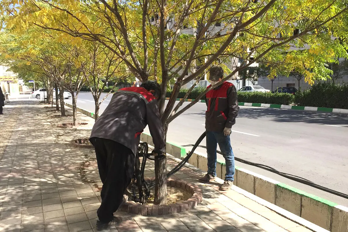 بیش از ۴ هزار اصله درخت با مشارکت شهروندان مشهدی تیمار شدند 
