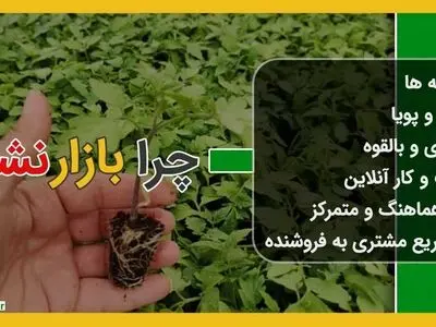 خرید سینی نشا و مراکز فروش سینی نشا
