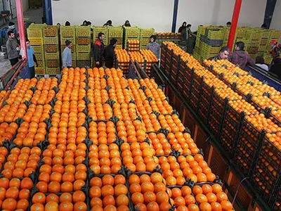 تداوم عرضه سیب، پرتقال و خرمای تنظیم بازاری تا ۱۵ فروردین ‌/ عرضه گوشت گرم ارزان توسط اتحادیه‌های استانی