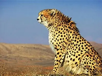تصویری خاص از دو یوزپلنگ