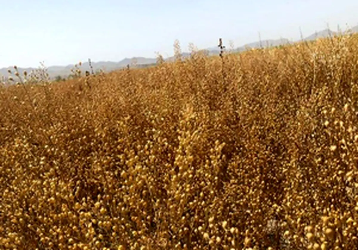 کشت ۱۲۰ هکتار گیاه روغنی کاملینا در شهرستان کرمانشاه