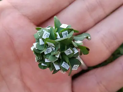 رکوردشکنی عجیب‌ترین شبدر جهان