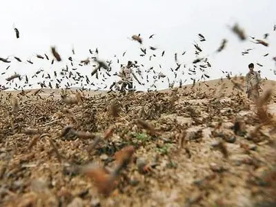 هشدار احتمال ورود ملخ صحرایی به کشور در اواخر زمستان