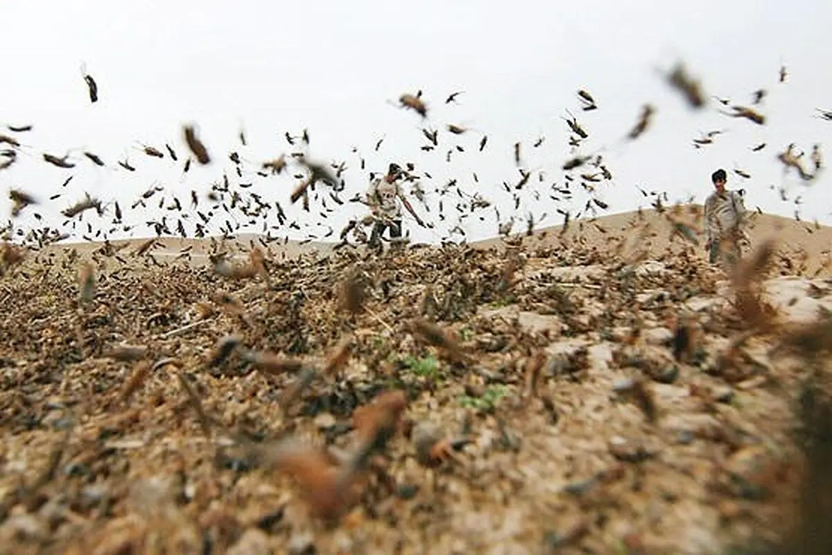 هشدار احتمال ورود ملخ صحرایی به کشور در اواخر زمستان