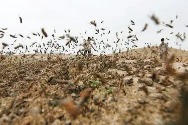 هشدار احتمال ورود ملخ صحرایی به کشور در اواخر زمستان