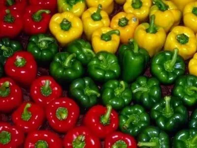 ممنوعیت صادرات فلفل دلمه ای به روسیه لغو شد