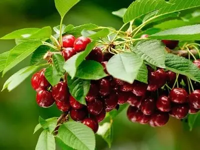برداشت ۷۶۰ تن آلبالو و گیلاس در فارس