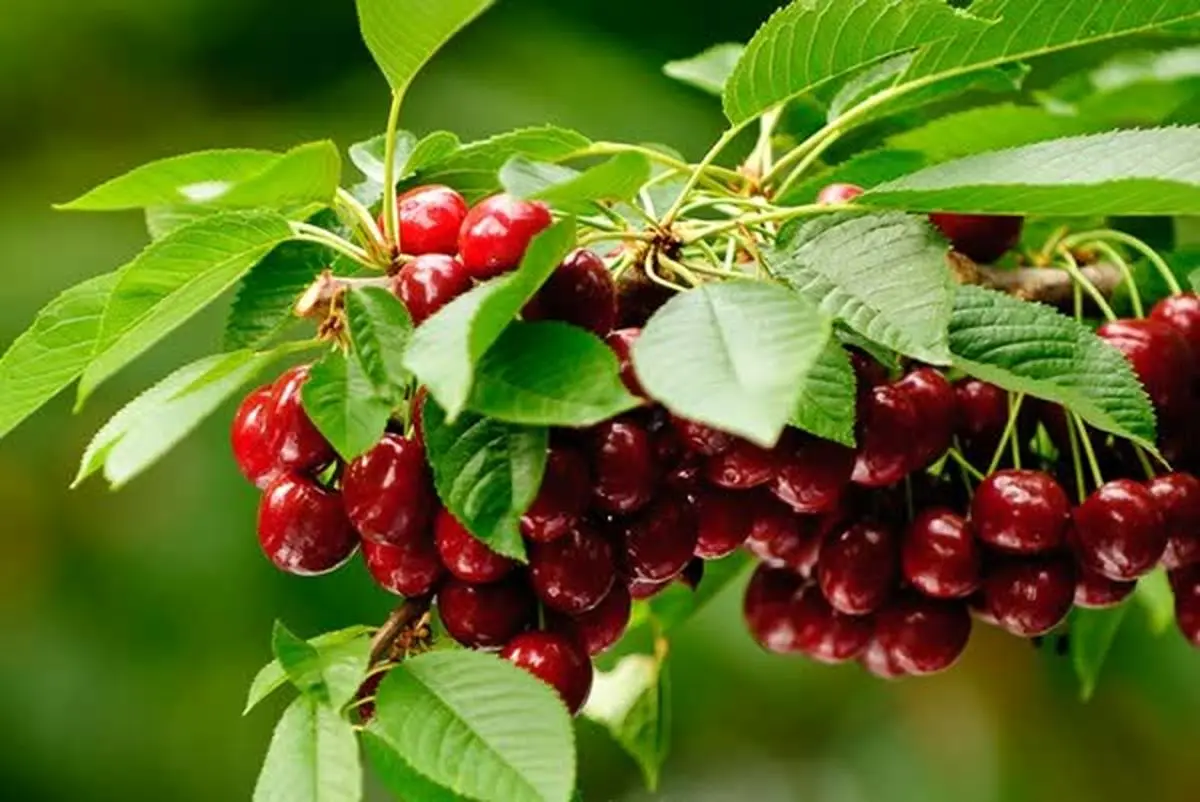 برداشت ۷۶۰ تن آلبالو و گیلاس در فارس