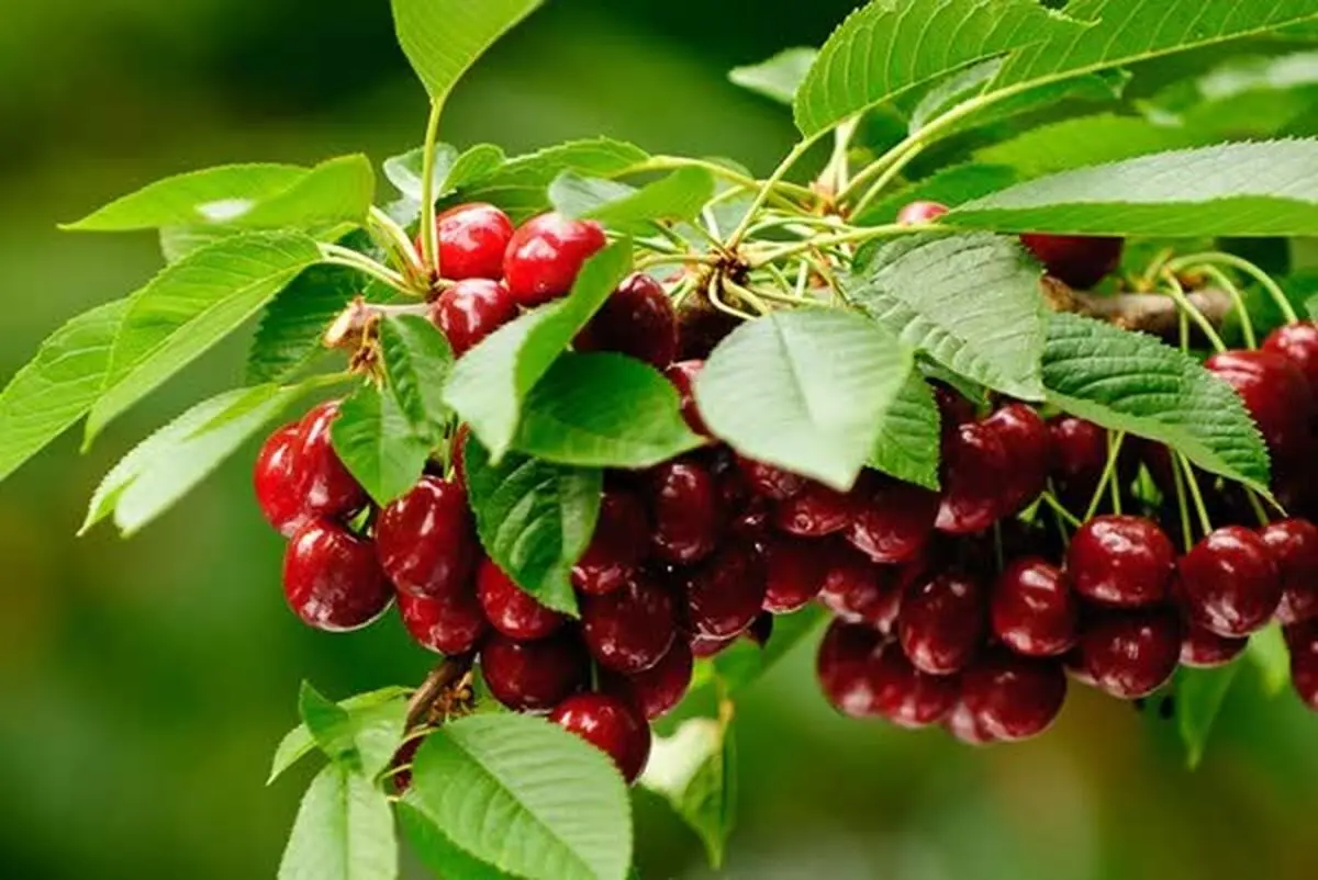 برداشت ۷۶۰ تن آلبالو و گیلاس در فارس