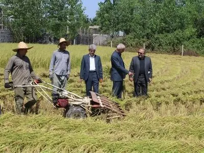 اولین برداشت مکانیزه برنج در فومن انجام شد