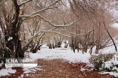 طبیعت برفی روستای قلات