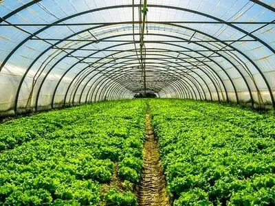 ضرورت توسعه کشت گلخانه‌ای و حمایت از تولیدکنندگان در گلستان