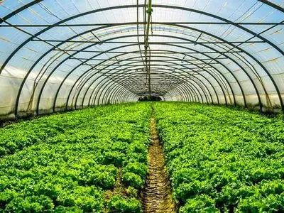 ضرورت توسعه کشت گلخانه‌ای و حمایت از تولیدکنندگان در گلستان