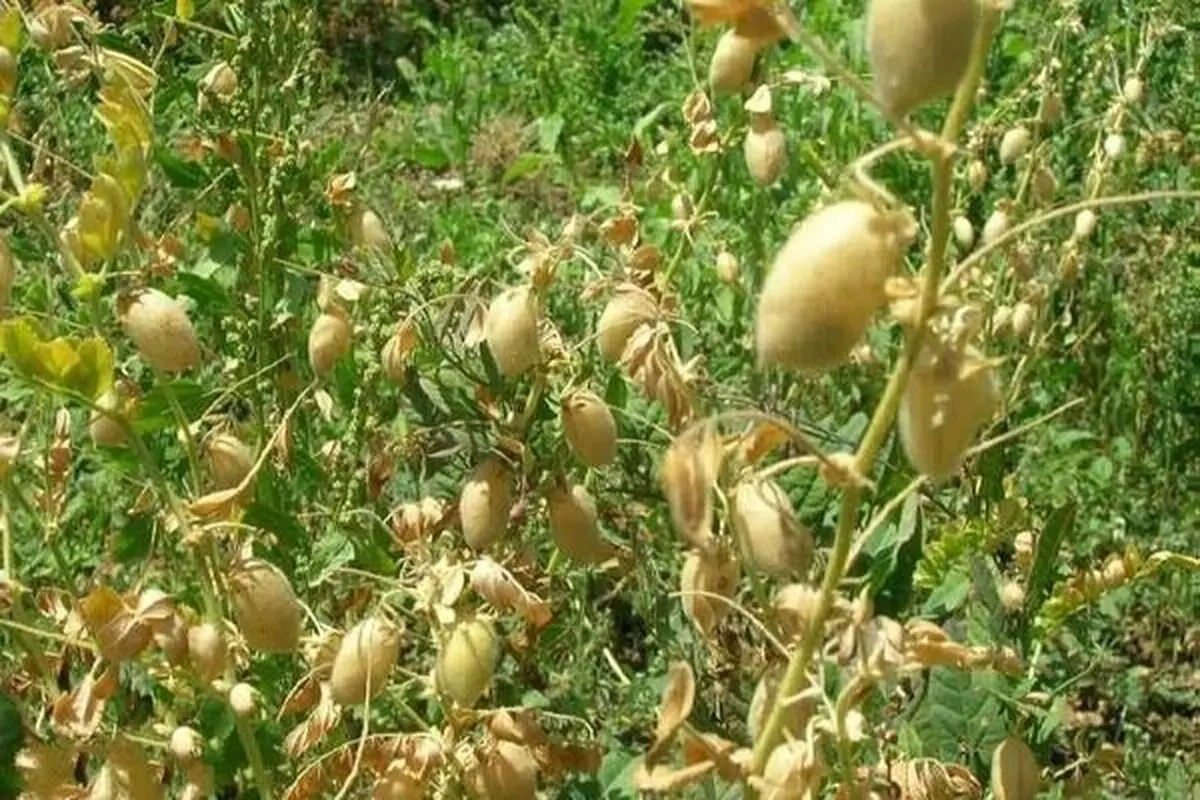 کشت ۳۲۱۰ هکتار نخود دیم و ۲۴۴۴ هکتار عدس دیم در قزوین