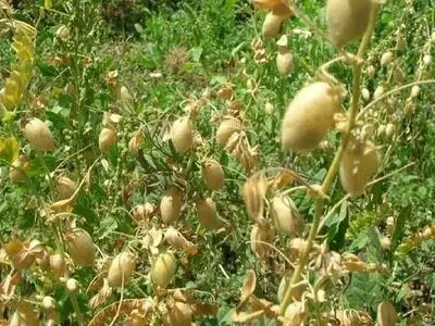 کشت ۳۲۱۰ هکتار نخود دیم و ۲۴۴۴ هکتار عدس دیم در قزوین