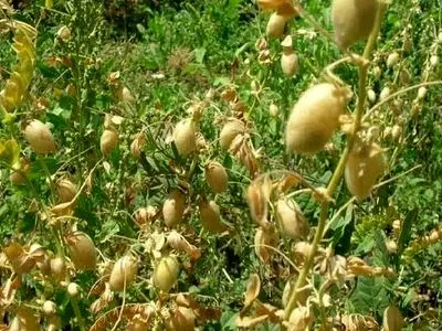 کشت ۳۲۱۰ هکتار نخود دیم و ۲۴۴۴ هکتار عدس دیم در قزوین
