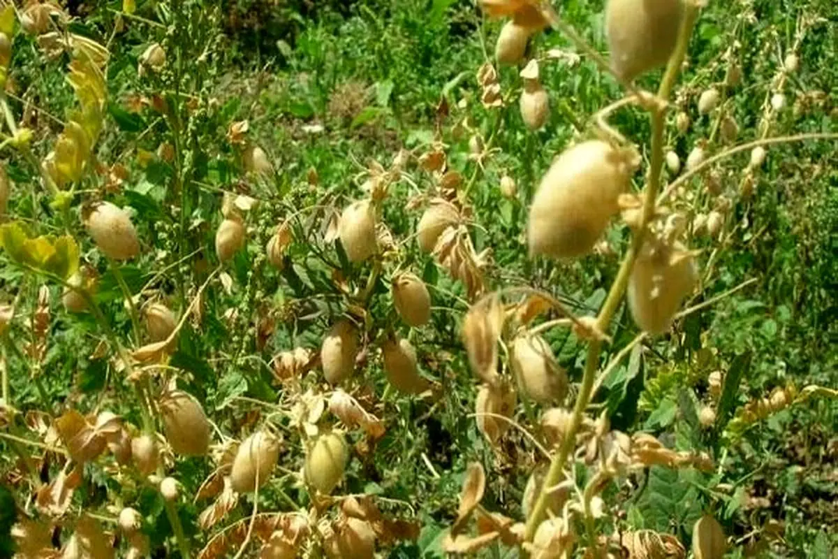 کشت ۳۲۱۰ هکتار نخود دیم و ۲۴۴۴ هکتار عدس دیم در قزوین