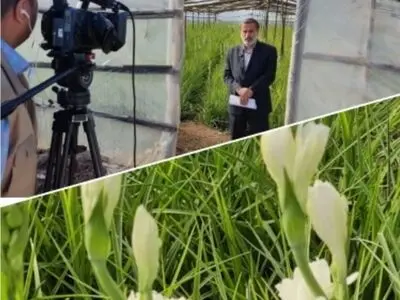 آغاز برداشت گل مریم در دزفول/لزوم رفع مشکلات گل کاران