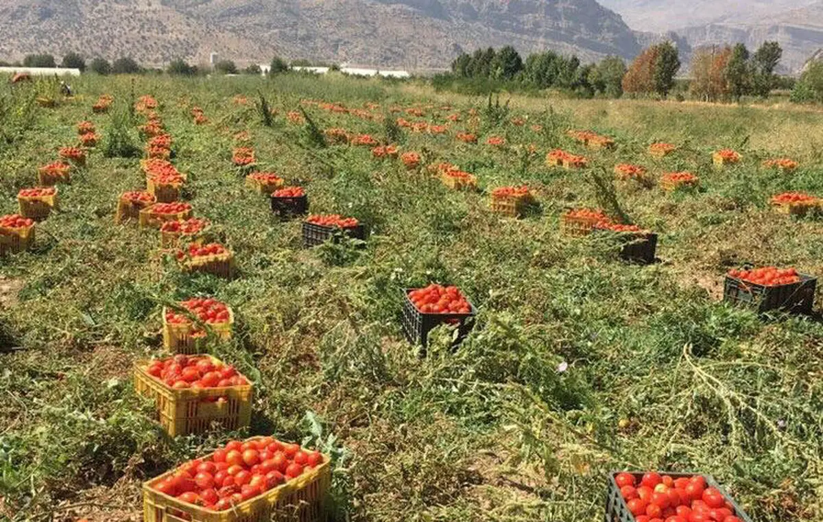باغداران با کشت گوجه و زیتون به روز سیاه نشستند/ کشاورزان: محصولات  ما را مفت می خرند/ باقی ماندن 21 هزار تن زیتون فارس روی درختان 