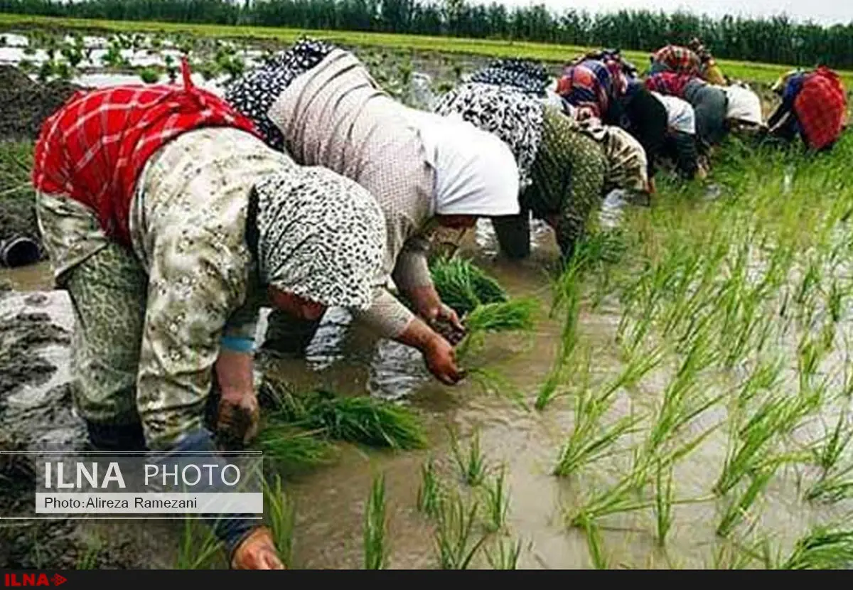 امکان صادرات مازاد محصولات کشاورزی به روسیه فراهم شد / سلامت محصولات کشاورزی کنترل می‌شود