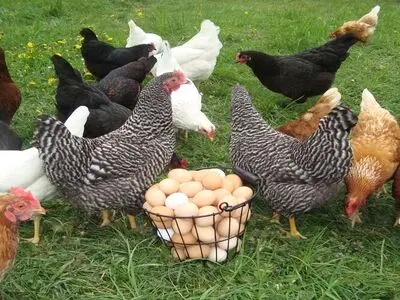  افزایش ۶۵ درصدی تولید گوشت و تخم‌مرغ در نژادهای اصلاح شده مرغ بومی/ توسعه اشتغال با پرورش نژاد اصلاح شده