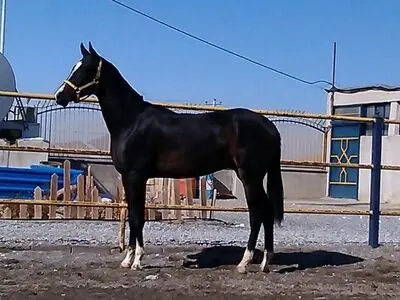 نخستین حراج اسب ایرانی برگزار شد