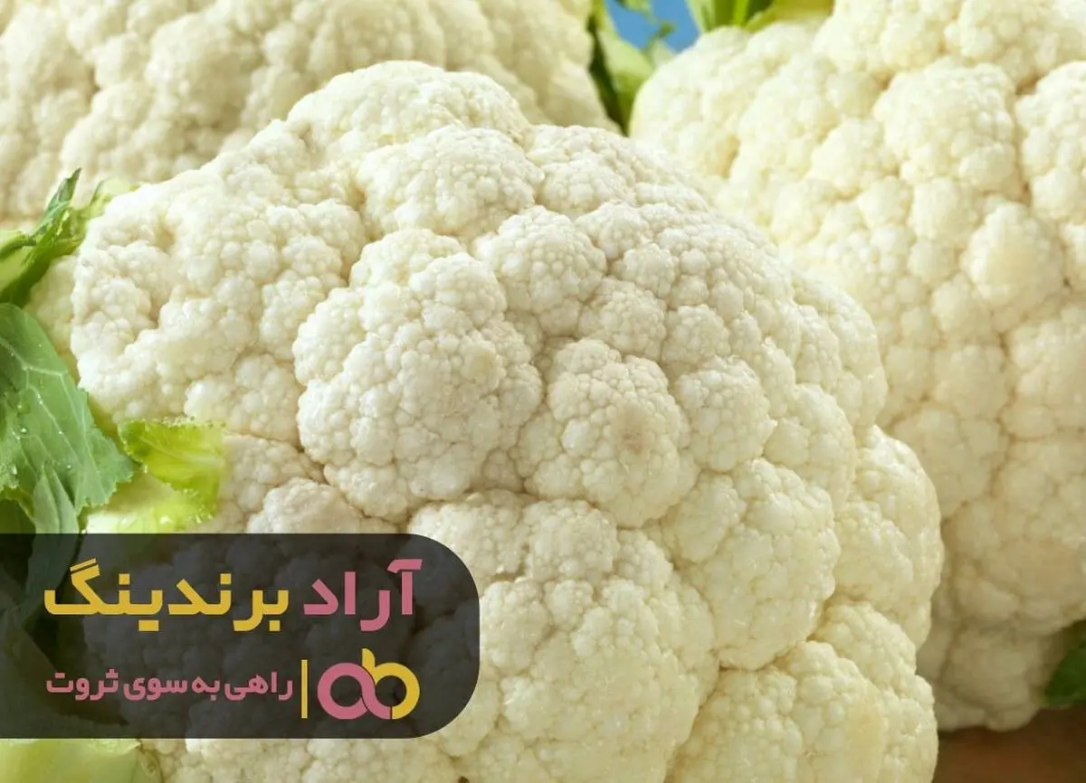 قیمت گل کلم سفید قزوین به روز شد